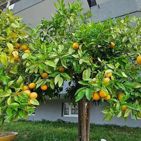 Ξενοδοχείο Great Alexander Λιτόχωρο